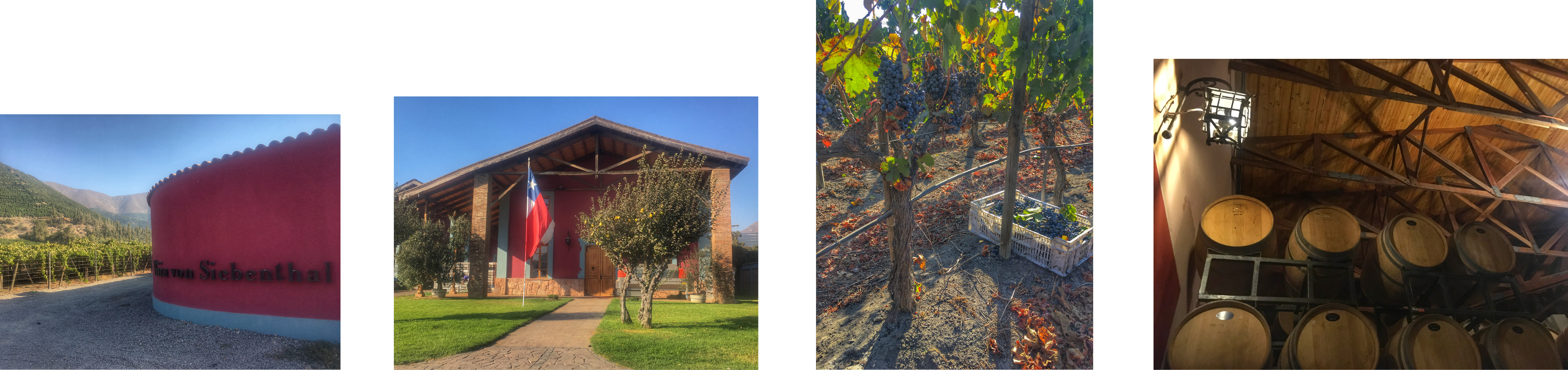 Chile - Amanda - Wine Paths